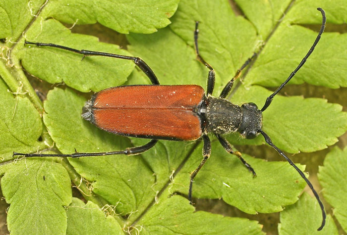 A Cerambycidae from Bulgaria:  Anastrangalia cfr. sanguinolenta